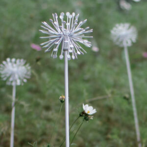 Dandelion Lawn Light